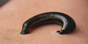 Mơ thấy đỉa đánh con gì?